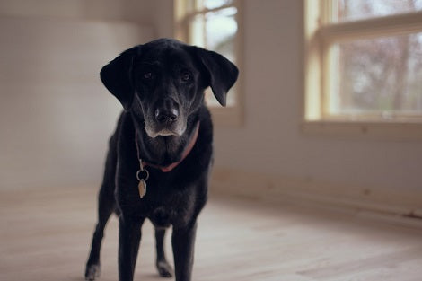 Senior Shelter Pups Are Not Broken - They Offer Their Own Advantages