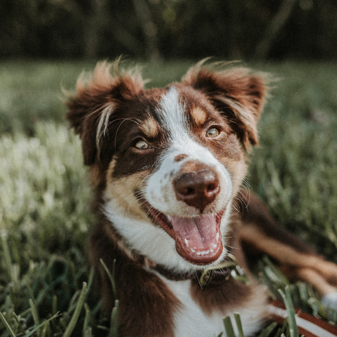 Why Your Dog's Fur Turns Pink or Brown