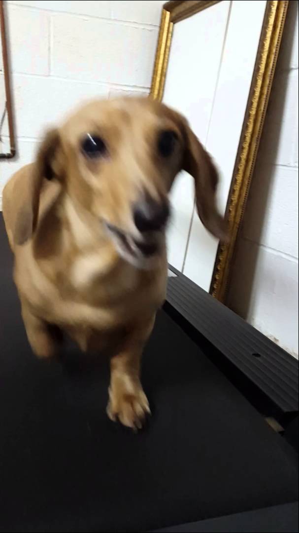 Shady The Dachshund Knows The Importance Of Exercise And Daily Walk! He Has It All Planned Out!