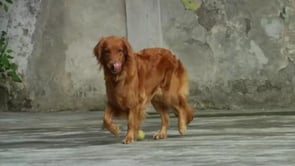 She Is The Most Beautiful Golden Retriever I've Seen Today! Look At That Coat!