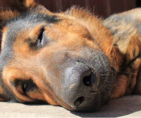 4 Reasons Why You Should Get A Quality Bed For Your Dog's Health