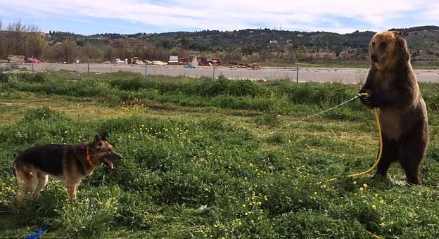 This Is Hilarious! Brown Bear Teases A German Shepherd With Hosepipe!