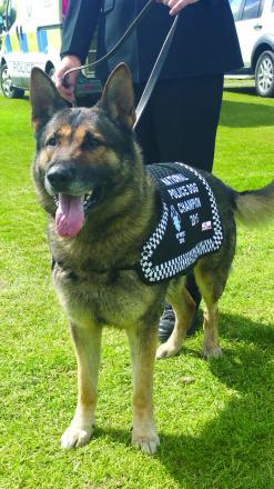 This German Shepherd Is The Best Police Dog In The Country!