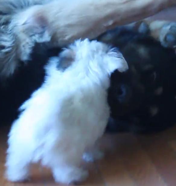 Video: German Shepherds Entertain Tiny Puppy Friend!