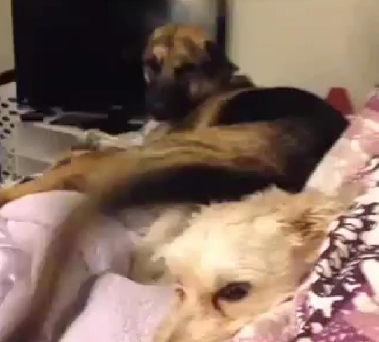 This German Shepherd Over Enthusiastic Tail Is Causing Problems For His Little Brother!