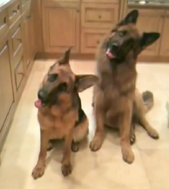 The United Moves Of These Two German Shepherds Will Melt Your Heart!