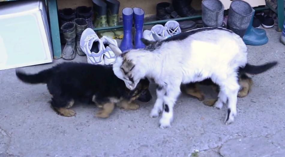 Super Cute Video! German Shepherd Puppies Are Happily Playing With A Little Goat!