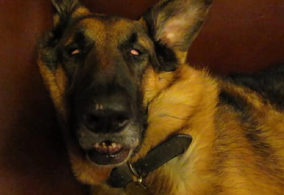 Hilarious German Shepherd Dreaming and Waking Up!