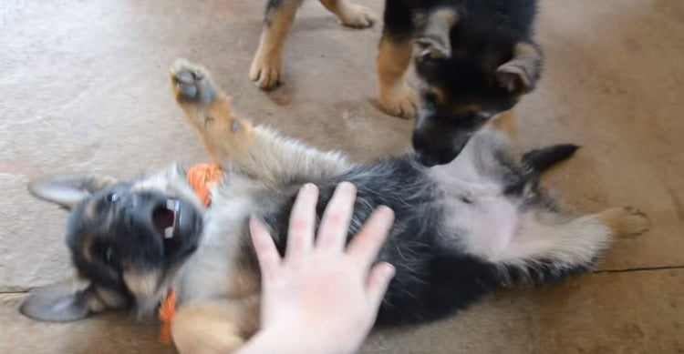 German Shepherd Puppy Sure LOVES Getting His Belly Rubbed!