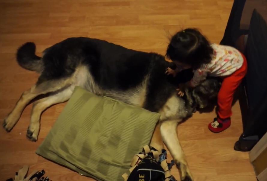 Baby Falling Asleep On A German Shepherd Wins The Internet!