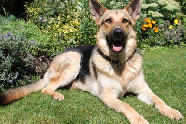 This German Shepherd Found The Stolen School Sports Equipment In Finchampstead!