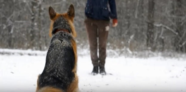 Maxi – The German Shepherd Will Impress You With Her Amazing Tricks!