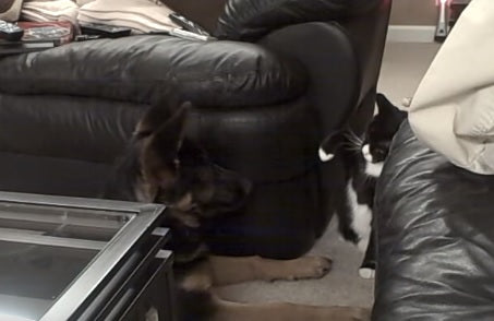 This German Shepherd Is Having A Boxing Match With The Cat!
