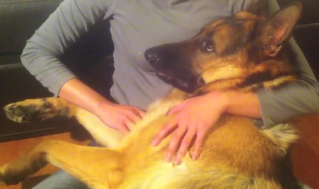 Watch To See This Shepherd's Sweet Reaction When His Owner Stops Petting Him!