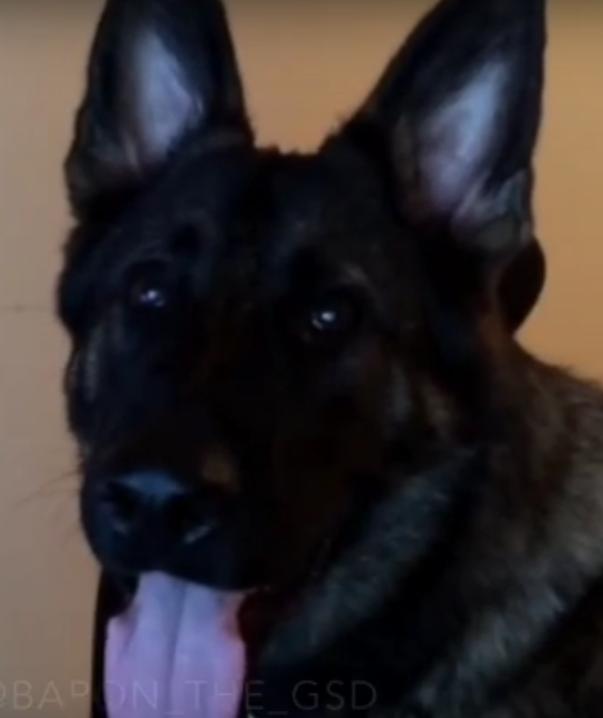 This Hilarious Video Shows What German Shepherds Do When Their Parents Go To Bed!