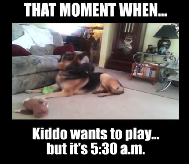 You Know That Moment When The Fur Kid Wants To Play But It's 5:30 AM?
