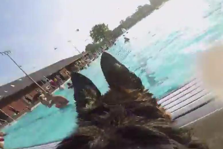 Awesome Video Shows German Shepherd's View Of Puppy Pool Party!