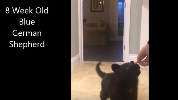 This German Shepherd Puppy Knows 8 Tricks And She's Only 8 Weeks Old!
