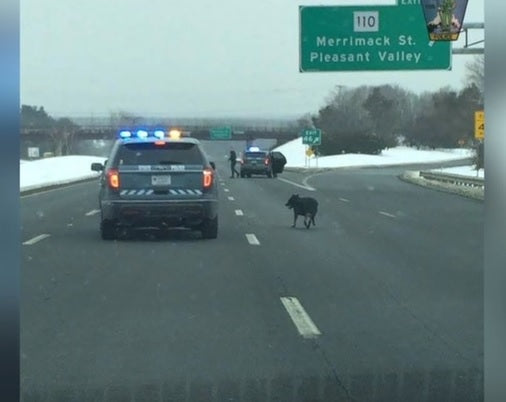 Police Save German Shepherd Stranded On Highway!