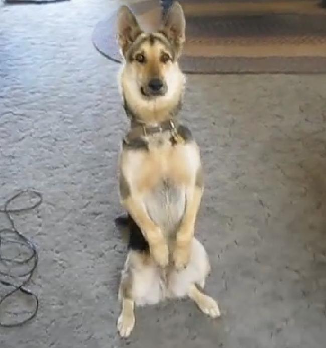 This German Shepherd Has The Most Adorable Acting Talent!