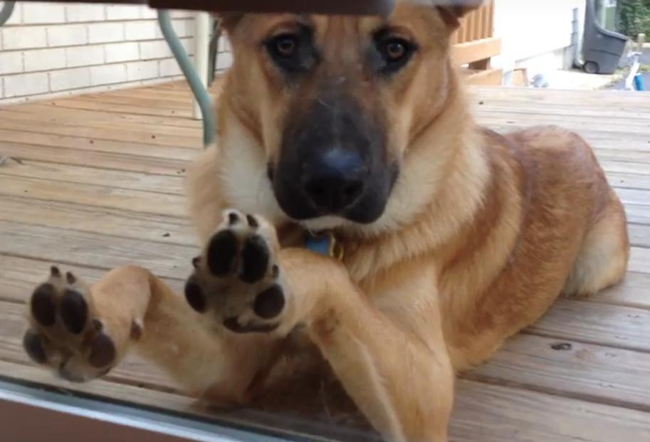 This Cute German Shepherd Just Wants To Come Inside!