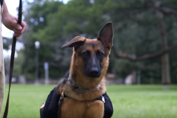 German Shepherds Amongst Dogs That Help Veterans Struggling With PTSD!