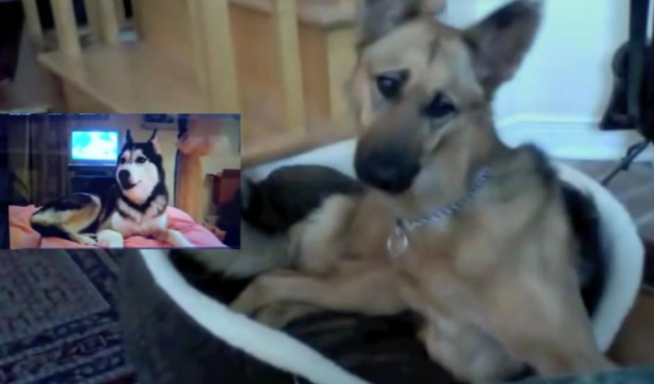 Must Watch! German Shepherd’s Hilarious Reaction To Another Famous Internet Dog!