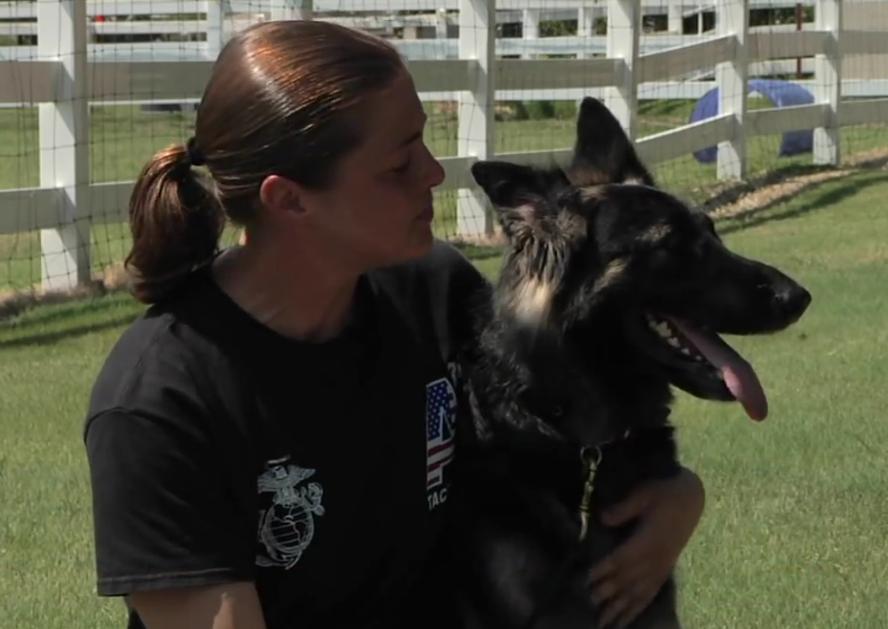 You Won’t Believe What This German Shepherd Is Doing After Being Rescued!