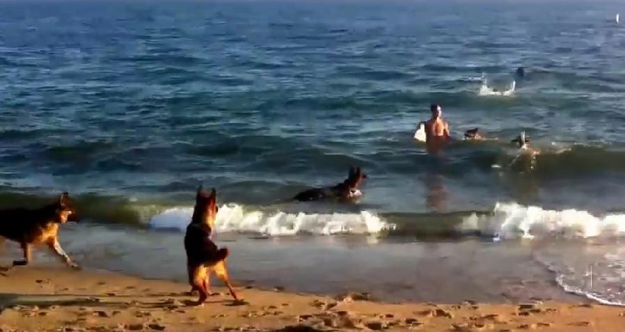 A Moment Of Pure Joy! 10 German Shepherds Enjoying A Day At The Beach!