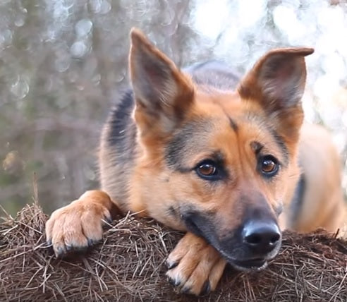 This German Shepherd Is Full With New Tricks That We’ve Never Seen Before!