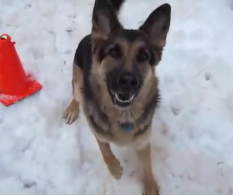 If You Don’t Throw Snowballs At This German Shepherd, He Will Bark At You!