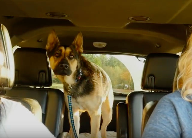 Bonded German Shepherd And His Buddy Separated At Shelter Somehow End Up In The Same Family!