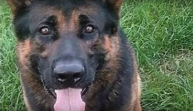 Heroic German Shepherd Receives Heartwarming Tribute After Being Killed In The Line Of Duty