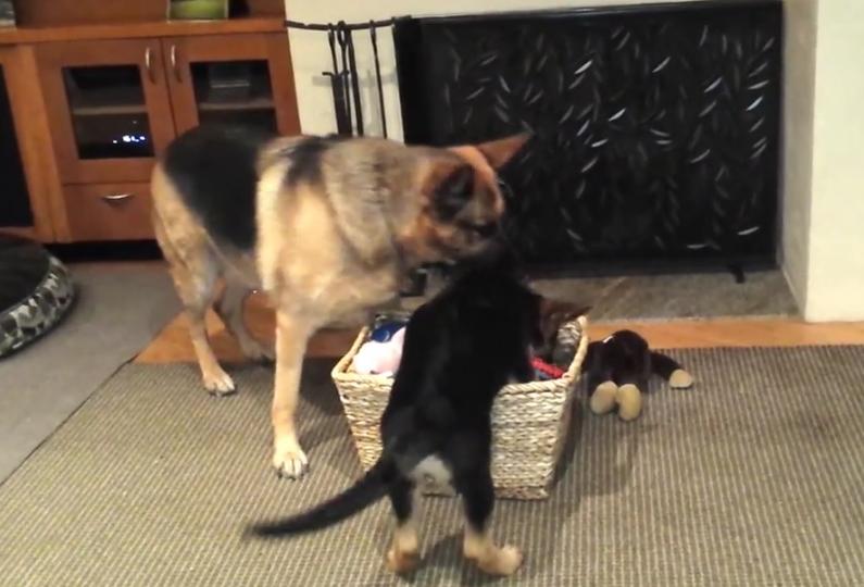 German Shepherd Puppy Is Having His First Lesson In Sharing!