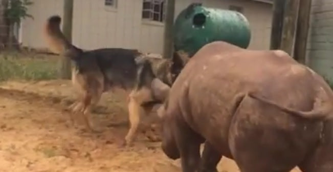 German Shepherd Shares His Favorite Toy With An Unlikely Best Friend!