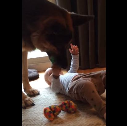 This Adorable German Shepherd Proves He Is An AMAZING Big Brother For His Baby Sister!