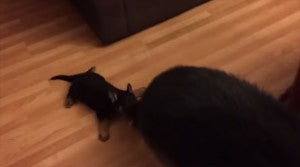 German Shepherd Puppy Holds On To Mom’s Tail!