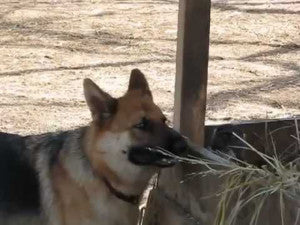 Big German Shepherd Is Playing With His Little Monkey Friend!