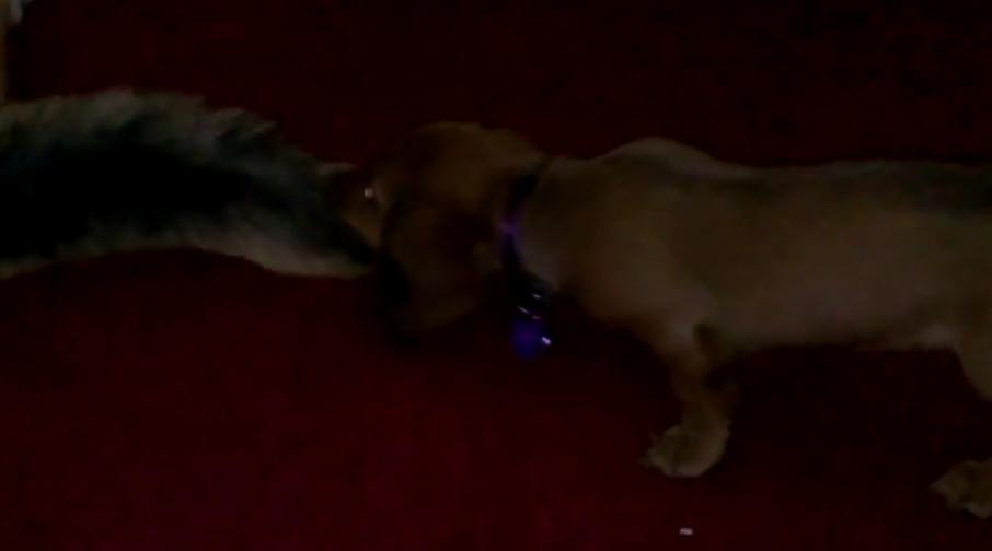 German Shepherd Mix Is Playing Cool While A Dachshund Is Playing With His Tail!