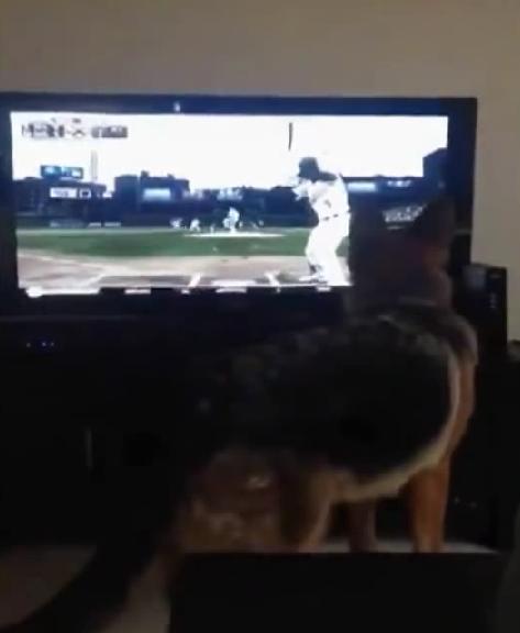 This German Shepherd Did The Most Unexpected Thing, While Watching A Baseball Game!