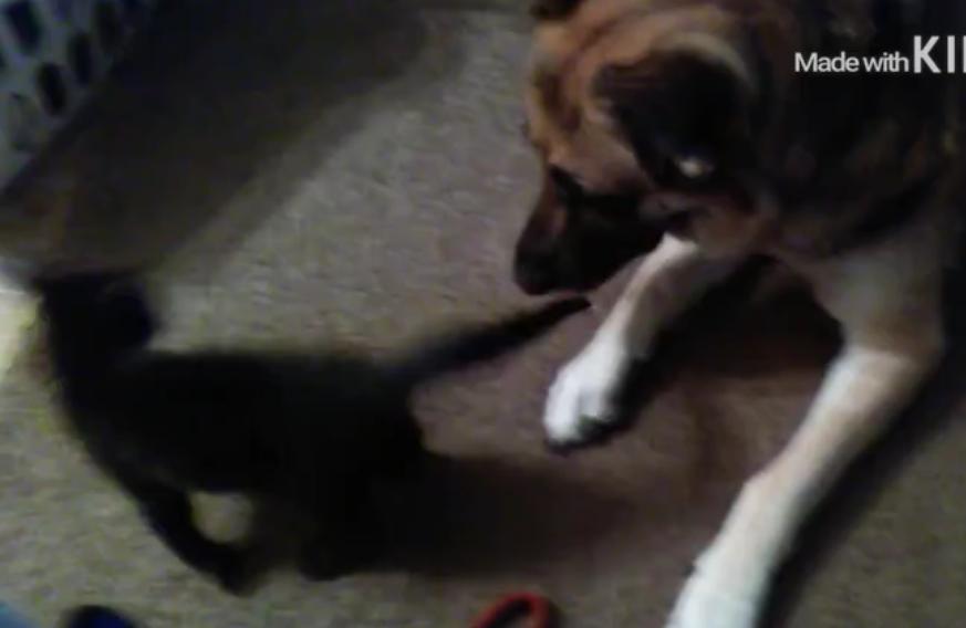 German Shepherd Is Having The Most Adorable Fight With A Kitten!