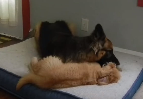 German Shepherd Teaches His Golden Retriever Puppy Friend How To Play!