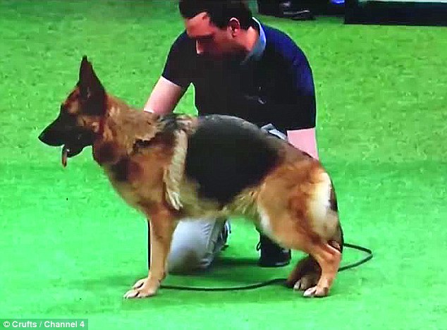 Controversial German Shepherd With A Sloped Back Wins Best Of Breed Award At Crufts