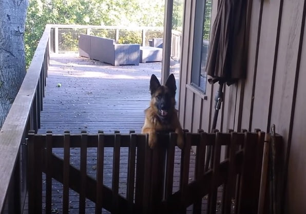 Someone Kept Leaving The Gate Open And She Couldn't Figure Out Who...Until She Saw THIS!