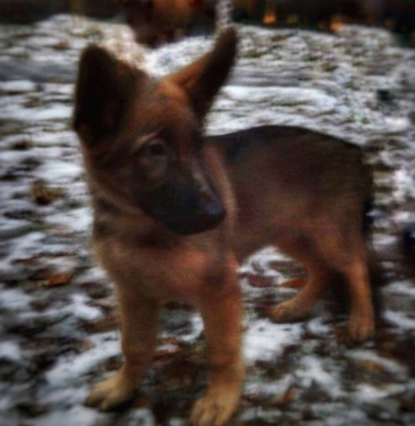 Russia Gives France Beautiful Shepherd To Honor Dog Who Died Protecting Us All!
