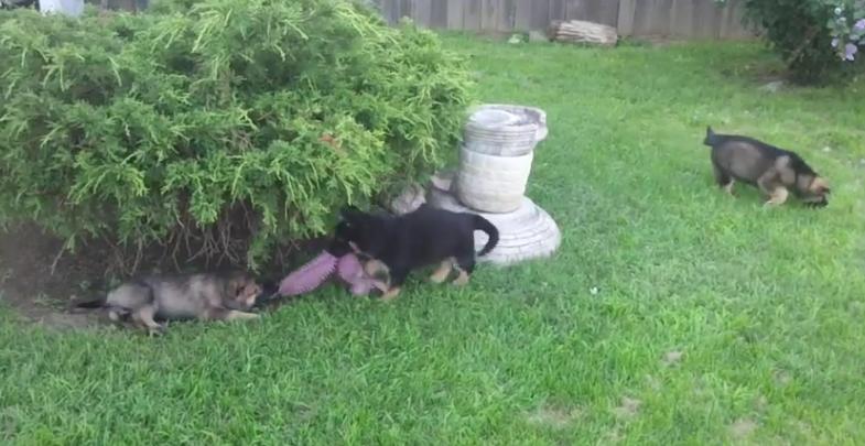 These 7-Week-Old German Shepherd Puppies Are Having A Blast Of Fun!