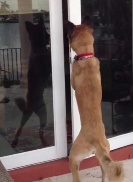 Extremely Smart German Shepherd Mix Learns How To Open The Backyard Door On His Own!