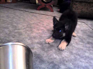 Hilarious German Shepherd Puppy Barks At Can!