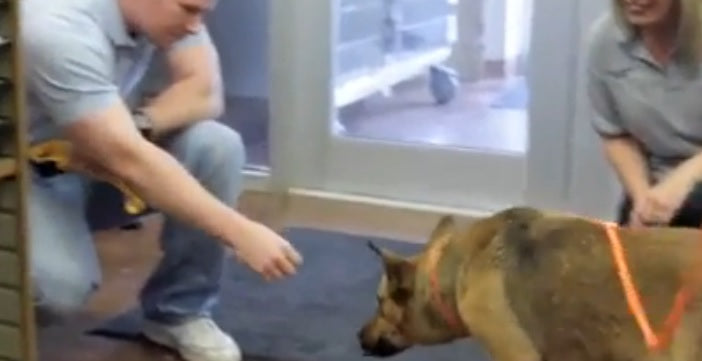 Watch A Man’s EMOTIONAL Reunion With His German Shepherd  Who Was Lost For Seven Months!