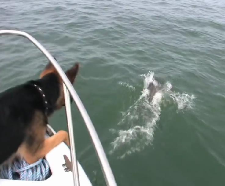 Oh My God! German Shepherd Has The Most Unexpected Reaction When He Sees Dolphins Swimming!